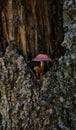 Mushroom growing on a tree, close-up. Old rotten bark of a large pine tree on which mushrooms grow Royalty Free Stock Photo