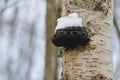 A mushroom growing on a tree, covered in snow Royalty Free Stock Photo