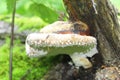 Mushroom growing on the trunk of tree in the forest Royalty Free Stock Photo