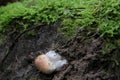 Mushroom growing upside down