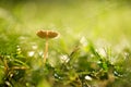 A mushroom growing among the wet green grass Royalty Free Stock Photo