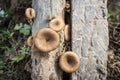 Group of Mushroom Lentinus polychrous Lev. Royalty Free Stock Photo