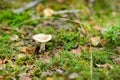 A mushroom growing in a woods Royalty Free Stock Photo