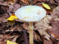 Mushroom growing in the woods Royalty Free Stock Photo