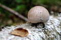 Mushroom grows from a birch trunk. Green leaf texture. Nature floral background. Organic botanical beauty macro closeup Royalty Free Stock Photo