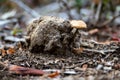 Mushroom that grows on cow dung (magic mushrooms) Royalty Free Stock Photo