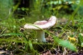 Mushroom grows in the forest