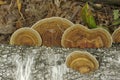 Mushrooms Growing On Old Tree Trunk 