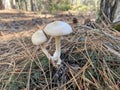 Mushroom growing beneath the pine trees Royalty Free Stock Photo