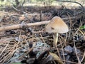 Mushroom growing beneath the pine trees Royalty Free Stock Photo