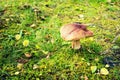 Mushroom growth in a lawn