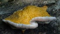 Mushroom growth of yellow color with a white stripe in the form of a mushroom on an old tree with moss. Background picture. Royalty Free Stock Photo