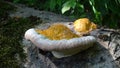 Mushroom growth of yellow color with a white stripe in the form of a mushroom on an old tree with moss. Background picture. Royalty Free Stock Photo