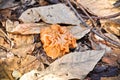 Mushroom, Gyromitra esculenta. Royalty Free Stock Photo