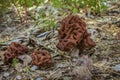 Mushroom Gyromitra in a forest glade. False morel Royalty Free Stock Photo
