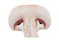 Mushroom half Royalty Free Stock Photo