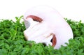 Mushroom half on green cress Royalty Free Stock Photo