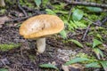 Mushroom - Haliburton, Ontario, Canada Royalty Free Stock Photo