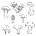 Mushroom hand drawn sketch vector illustration. Mushrooms boletus, chanterelles, camelina, honey agarics, russula, morel, fresh