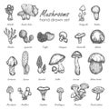 Mushroom hand drawn sketch vector illustration. Mushrooms vector set truffle, chanterelle, champignon, enokitake Vintage