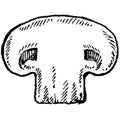 Mushroom hand drawn vector illustration. Isolated Sketch food drawing. Champignon, enokitake, oyster, honey agaric Royalty Free Stock Photo