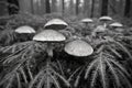 Mushroom Haven in the Rainy Forest