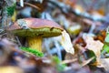 Mushroom hid in the autumn foliage, closeup, macro Royalty Free Stock Photo