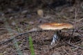 Mushroom on a Hiking Trail in Algonquin Park, Ontario Royalty Free Stock Photo