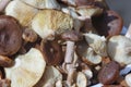mushroom hill Royalty Free Stock Photo