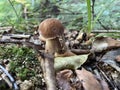 Boletus in nature