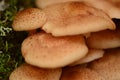 Honey agaric in the light of the morning sun on a birch trunk in the moss