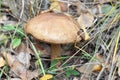 Gathering mushrooms. Mushroom hunting. Gathering Wild Mushrooms. Brown cap boletus - Leccinum scabrum.