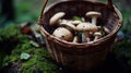 Mushroom hunting, mushrooming, mushroom picking, mushroom foraging, activity of gathering mushrooms in the wild nature. A basket
