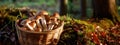 Mushroom hunting, mushrooming, mushroom picking, mushroom foraging, activity of gathering mushrooms in the wild nature. A basket