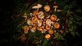 Mushroom hunting, mushrooming, mushroom picking, mushroom foraging, activity of gathering mushrooms in the wild nature. Top view