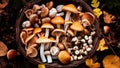 Mushroom hunting, mushrooming, mushroom picking, mushroom foraging, activity of gathering mushrooms in the wild nature. Top view