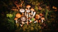 Mushroom hunting, mushrooming, mushroom picking, mushroom foraging, activity of gathering mushrooms in the wild nature. Top view