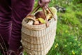 Mushroom hunting - person in forest with basket full of mushrooms