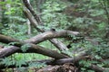 Mushroom hunting in wild forest in the morning