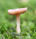 Mushroom Hygrocybe chlorophana Royalty Free Stock Photo