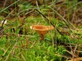 Mushroom Hygrophoropsis aurantiaca