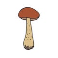 Mushroom icon design. Vegan sticker and patch. Brown cap boletus.