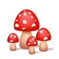 Mushroom Royalty Free Stock Photo