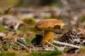 Mushroom Imleria Badia in autumn forest