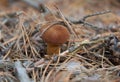 Mushroom Imleria badia or bay bolete with chestnut color cap i