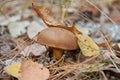 Mushroom Imleria badia or bay bolete with chestnut color cap i