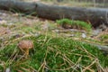 Mushroom Imleria badia or bay bolete with chestnut color cap i