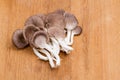 Mushroom - Indian Oyster
