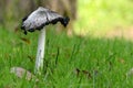 Mushroom, inkcap or shaggy mane, Coprinus comatus, in green grass, autumn close up