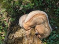 Mushroom Inonotus radiatus growing out of bark of a tree